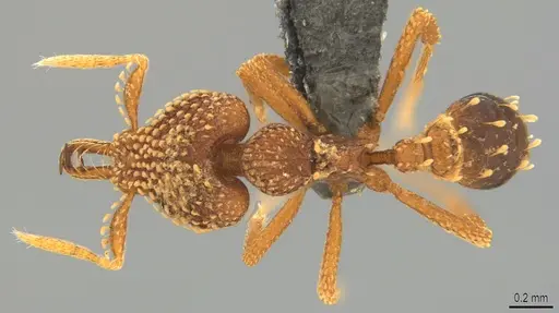 Strumigenys ultromalyx specimen CASENT0358224 image casent0358224_1