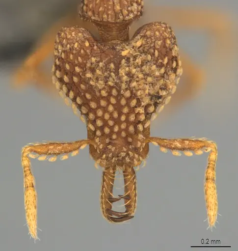 Strumigenys ultromalyx specimen CASENT0358224 image casent0358224_2