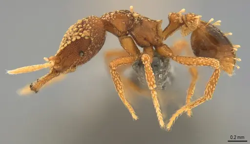 Strumigenys ultromalyx specimen CASENT0358224 image casent0358224_3