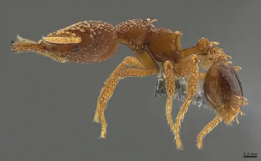 Strumigenys ultromalyx specimen CASENT0358285 image casent0358285_1