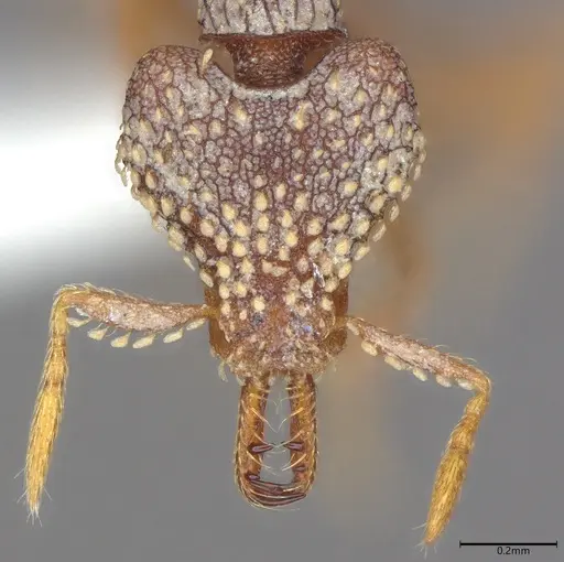 Strumigenys ultromalyx specimen CASENT0845090 image casent0845090_1