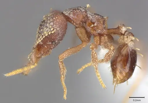 Strumigenys ultromalyx specimen CASENT0845090 image casent0845090_2