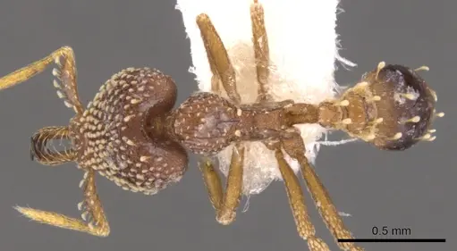 Strumigenys ultromalyx specimen CASENT0900634 image casent0900634_1