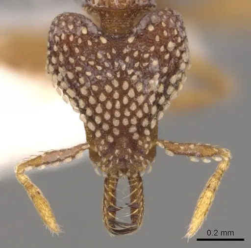 Strumigenys ultromalyx specimen CASENT0900634 image casent0900634_2