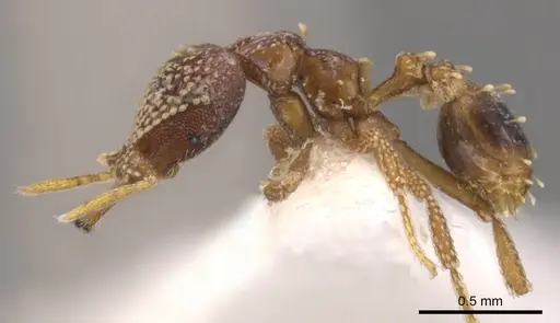 Strumigenys ultromalyx specimen CASENT0900634 image casent0900634_3