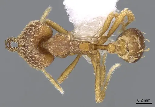 Strumigenys ultromalyx specimen CASENT0914778 image casent0914778_1