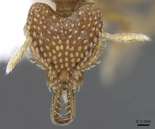 Strumigenys ultromalyx specimen CASENT0914778 image casent0914778_2