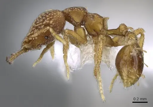 Strumigenys ultromalyx specimen CASENT0914778 image casent0914778_3