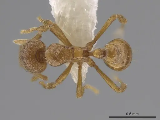 Strumigenys umboceps specimen CASENT0631646 image casent0631646_1
