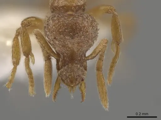 Strumigenys umboceps specimen CASENT0631646 image casent0631646_2
