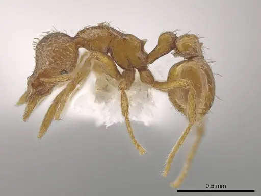 Strumigenys umboceps specimen CASENT0631646 image casent0631646_3