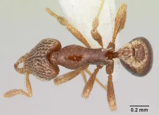 Strumigenys undras specimen CASENT0102672 image casent0102672_1