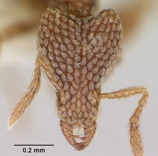 Strumigenys undras specimen CASENT0102672 image casent0102672_2