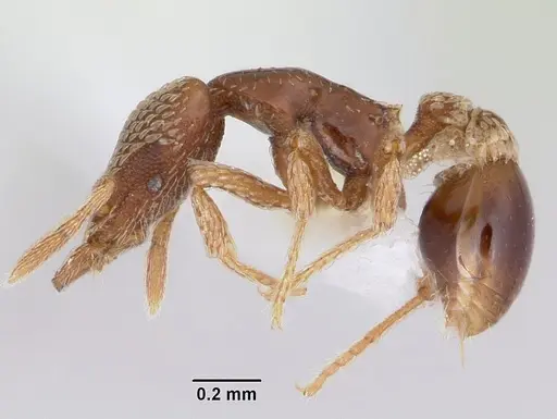 Strumigenys undras specimen CASENT0102672 image casent0102672_3