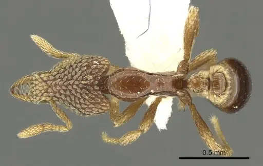 Strumigenys undras specimen CASENT0900855 image casent0900855_1