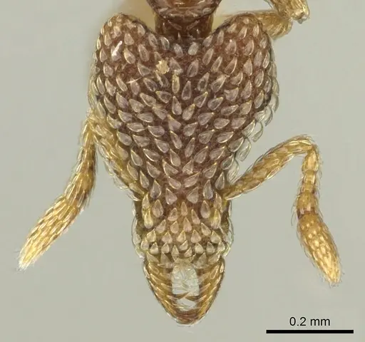 Strumigenys undras specimen CASENT0900855 image casent0900855_2
