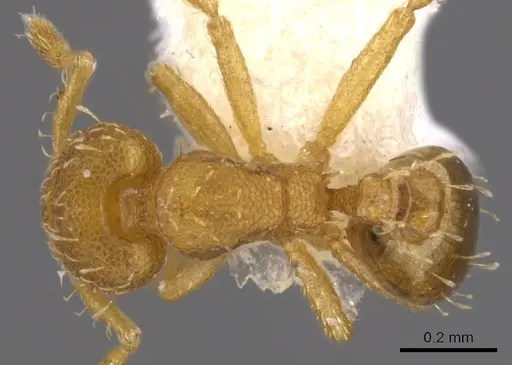 Strumigenys urrhobia specimen CASENT0900219 image casent0900219_1
