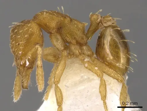 Strumigenys urrhobia specimen CASENT0900219 image casent0900219_3