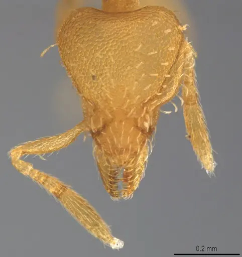 Strumigenys urrhobia specimen CASENT4036186 image casent4036186_1