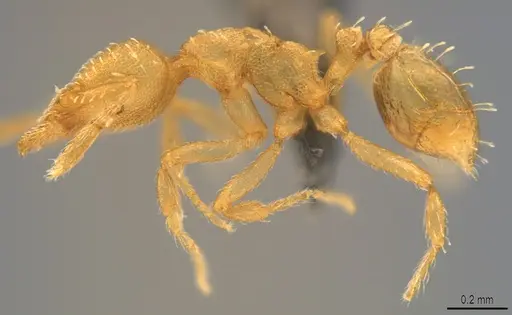Strumigenys urrhobia specimen CASENT4036186 image casent4036186_2