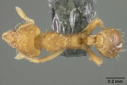 Strumigenys urrhobia specimen USNMENT01124316 image usnment01124316_1