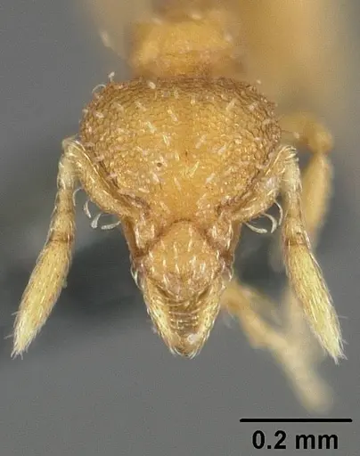 Strumigenys urrhobia specimen USNMENT01124316 image usnment01124316_2