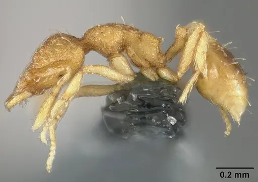 Strumigenys urrhobia specimen USNMENT01124316 image usnment01124316_3