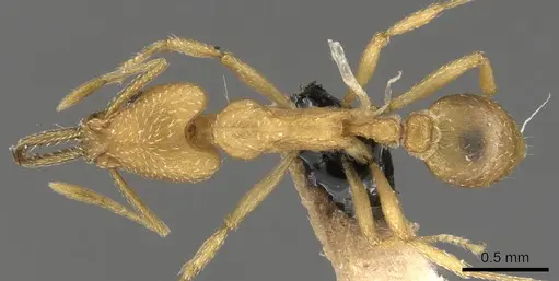 Strumigenys usbensis specimen CASENT0900437 image casent0900437_1