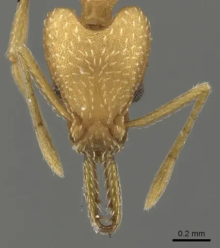 Strumigenys usbensis specimen CASENT0900437 image casent0900437_2