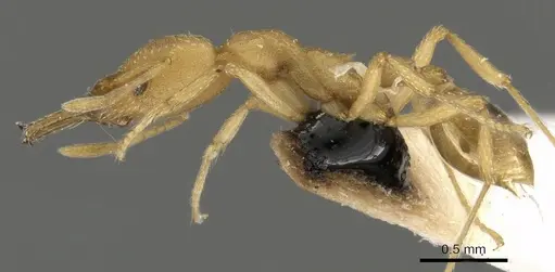 Strumigenys usbensis specimen CASENT0900437 image casent0900437_3