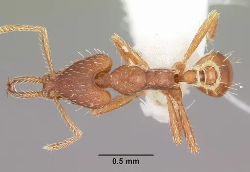 Strumigenys valefor specimen CASENT0102664 image casent0102664_1