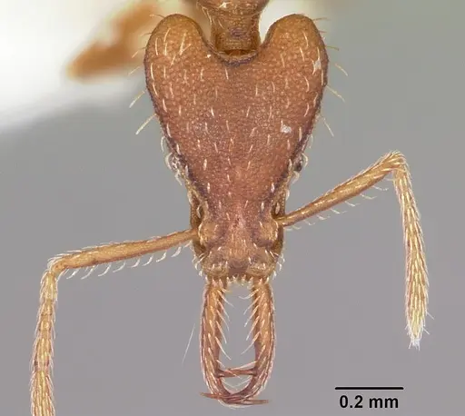 Strumigenys valefor specimen CASENT0102664 image casent0102664_2