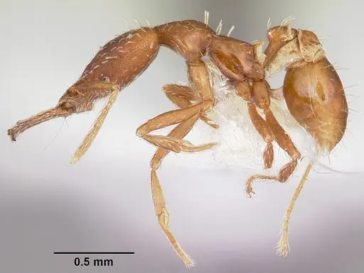 Strumigenys valefor specimen CASENT0102664 image casent0102664_3