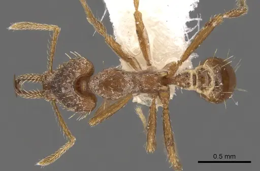 Strumigenys valefor specimen CASENT0900762 image casent0900762_1