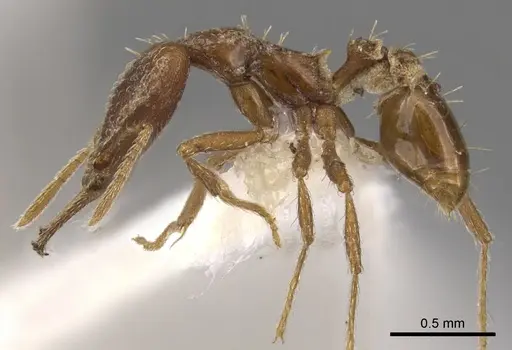 Strumigenys valefor specimen CASENT0900762 image casent0900762_3