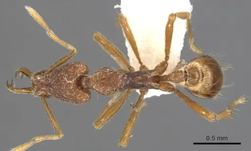 Strumigenys varanga specimen CASENT0900911 image casent0900911_1