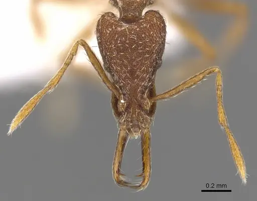Strumigenys varanga specimen CASENT0900911 image casent0900911_2