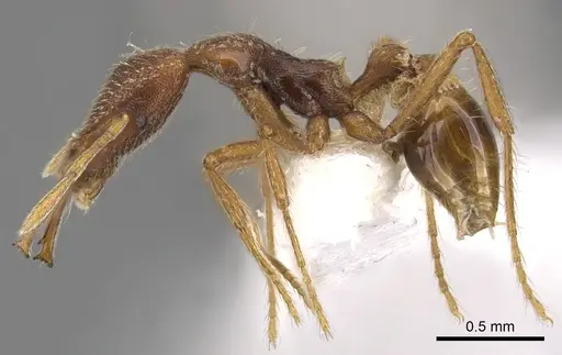 Strumigenys varanga specimen CASENT0900911 image casent0900911_3