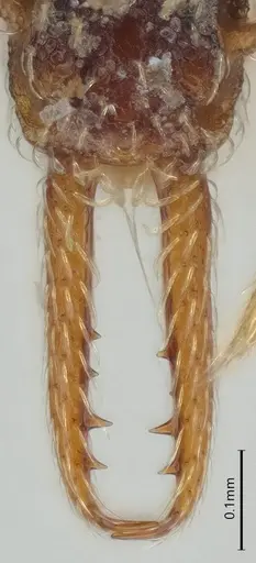 Strumigenys vartana specimen CASENT0423585 image casent0423585_4