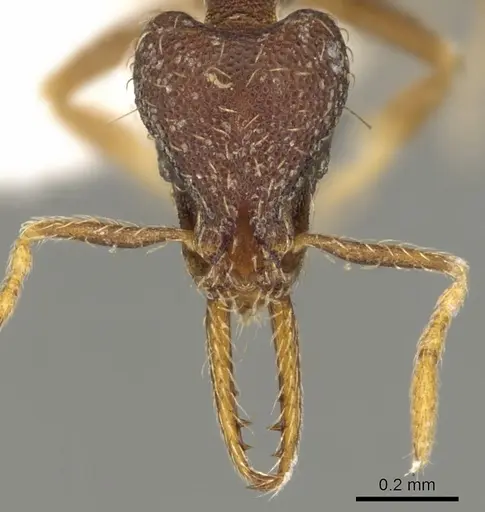 Strumigenys vartana specimen CASENT0900182 image casent0900182_2