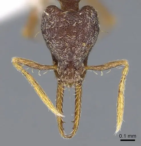 Strumigenys vartana specimen CASENT0914618 image casent0914618_2