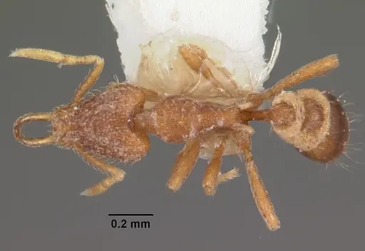 Strumigenys vassago specimen CASENT0102565 image casent0102565_1