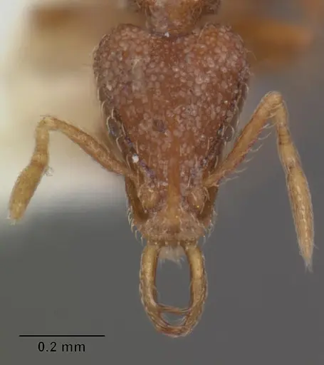 Strumigenys vassago specimen CASENT0102565 image casent0102565_2
