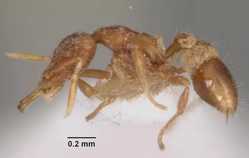 Strumigenys vassago specimen CASENT0102565 image casent0102565_3