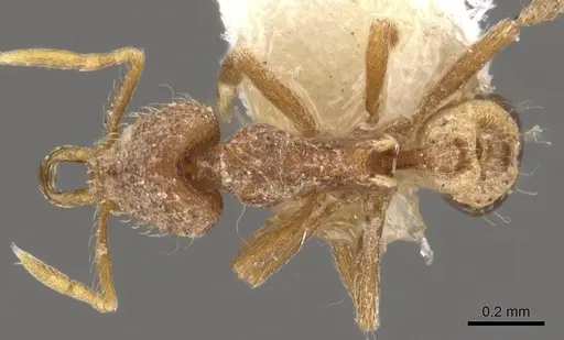 Strumigenys vassago specimen CASENT0900808 image casent0900808_1