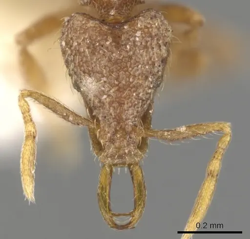 Strumigenys vassago specimen CASENT0900808 image casent0900808_2
