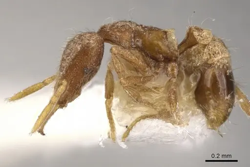 Strumigenys vassago specimen CASENT0900808 image casent0900808_3