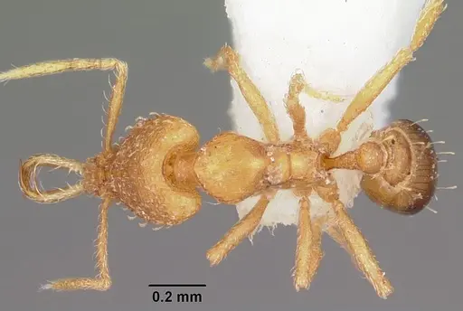 Strumigenys vazerka specimen CASENT0102621 image casent0102621_1