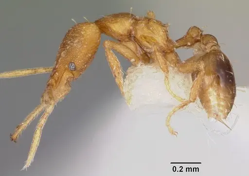 Strumigenys vazerka specimen CASENT0102621 image casent0102621_3