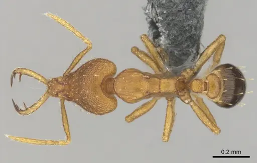 Strumigenys vazerka specimen CASENT0815709 image casent0815709_1